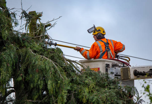 Professional Tree Services in Helmetta, NJ