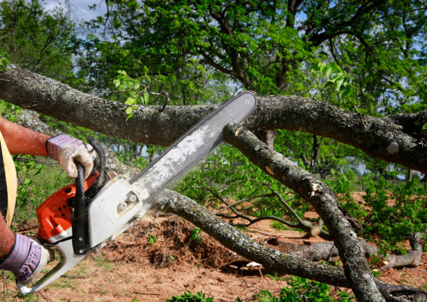 Best Utility Line Clearance  in Helmetta, NJ