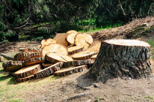 Best Storm Damage Tree Cleanup  in Helmetta, NJ